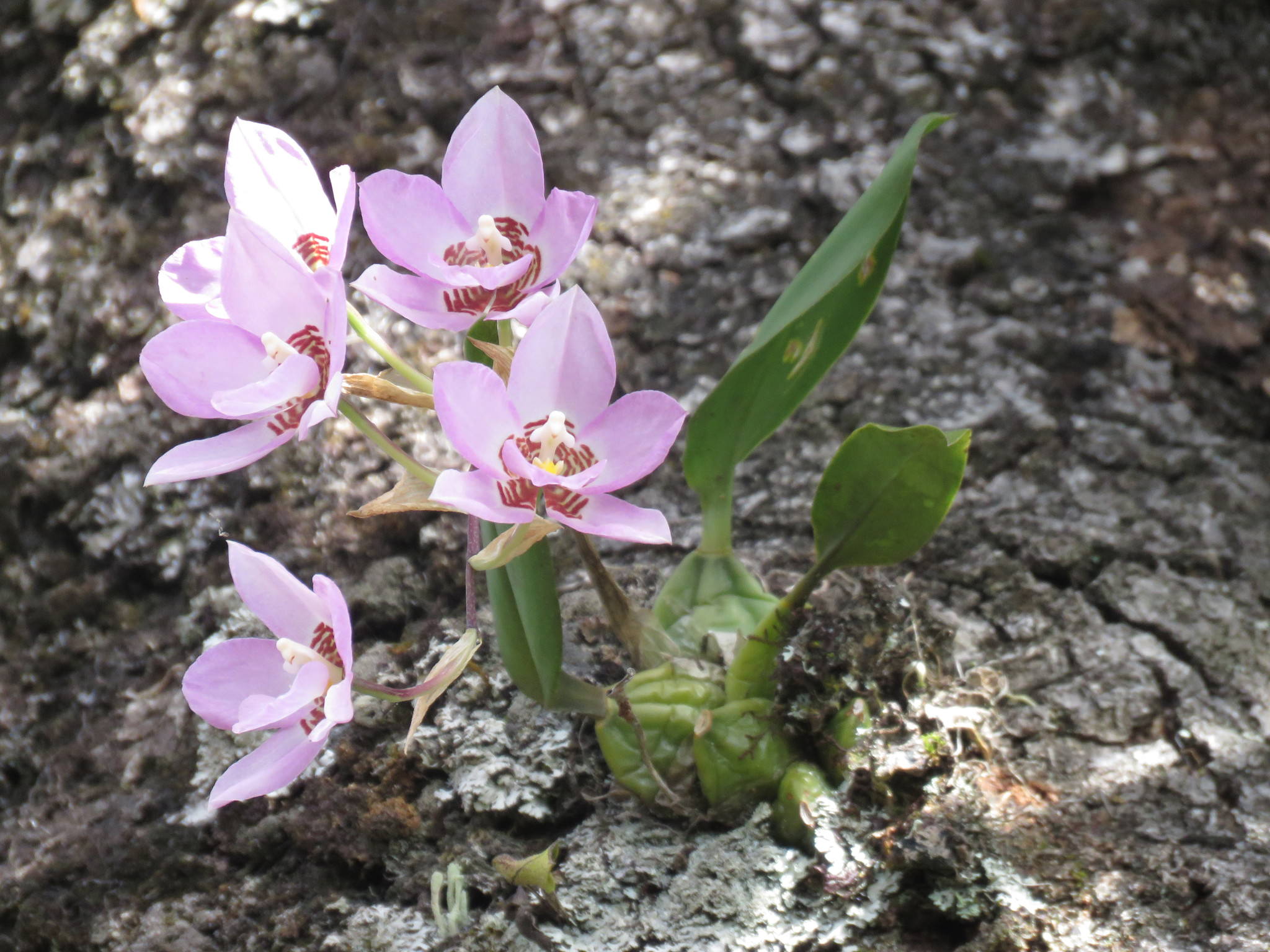 Rhynchostele cervantesii